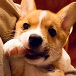 NAYOTHECORGI.COM Official Page (@nayothecorgi